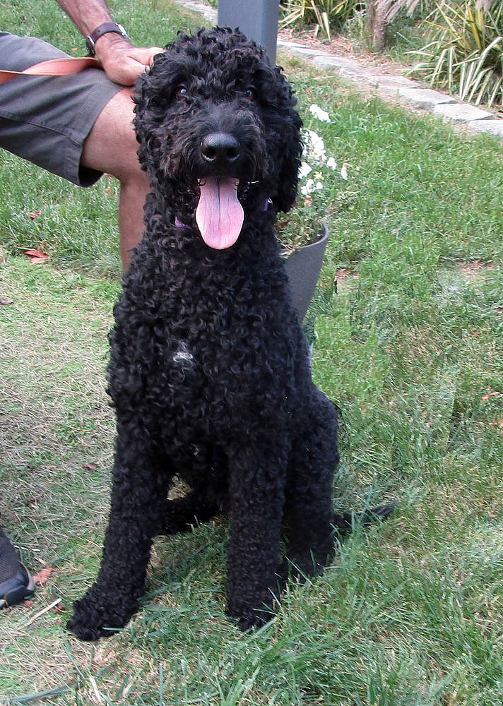 Zeus