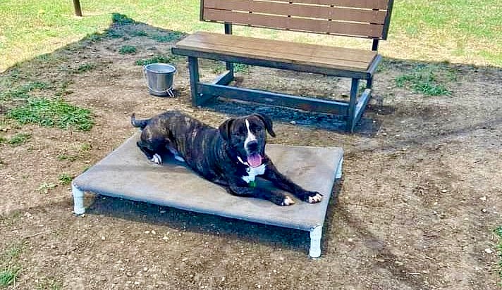 Scout up for Adoption