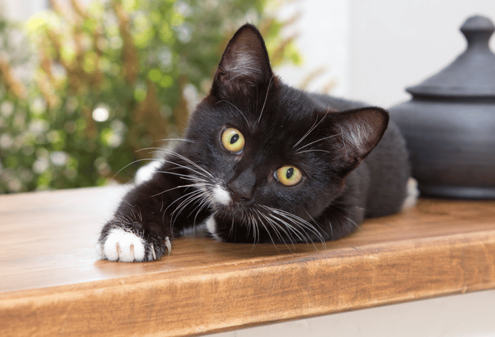 a black cat