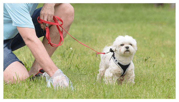 dog poop