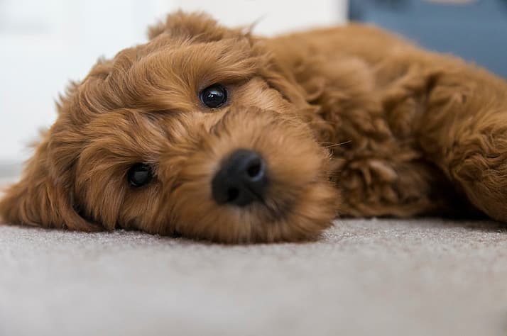 Goldendoodle Names