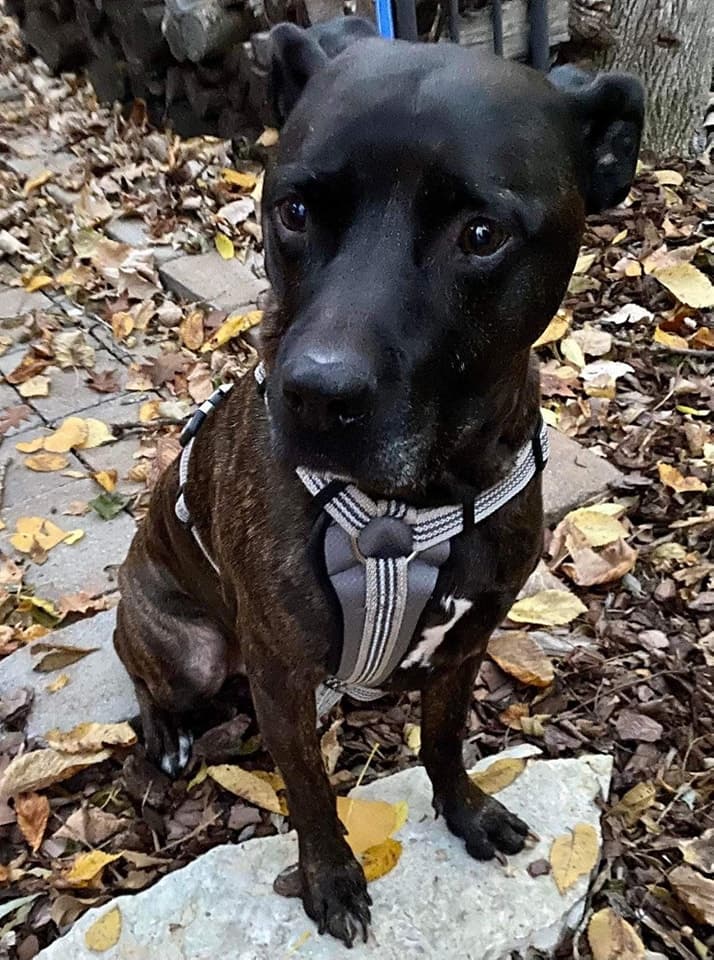 Diesel