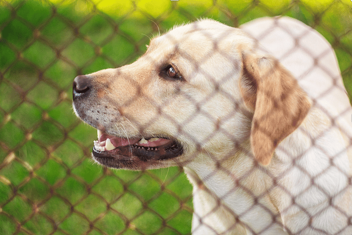 dog in a shelter
