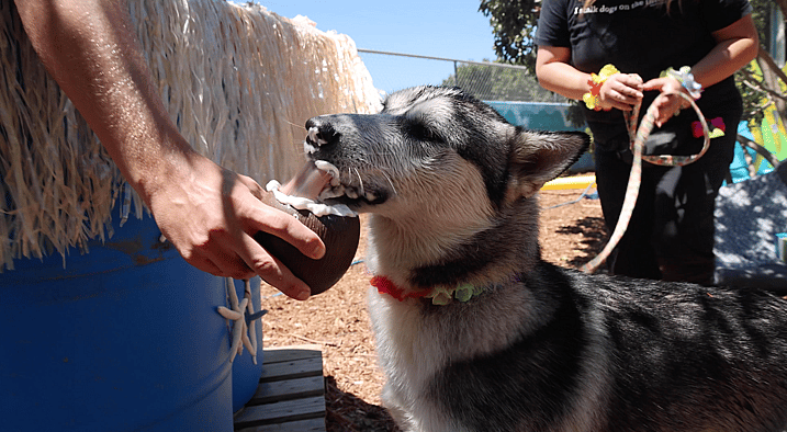 Husky having Puppuccino in the waterpark