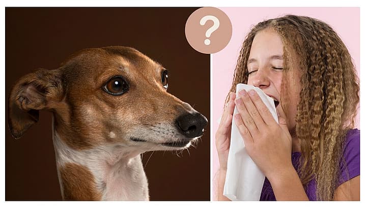 Are Greyhounds Hypoallergenic