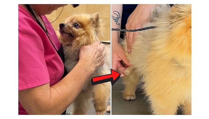 Neglected Pomeranian