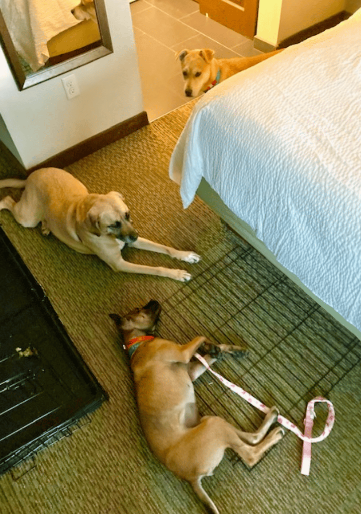 2 Rescue Dogs