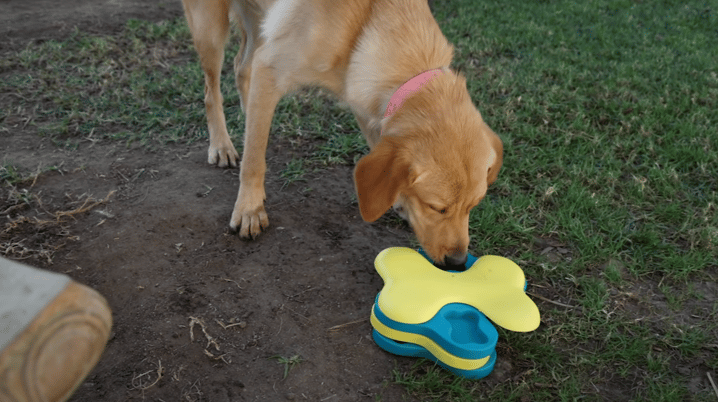 Why Won't Anyone Adopt This Retriever?