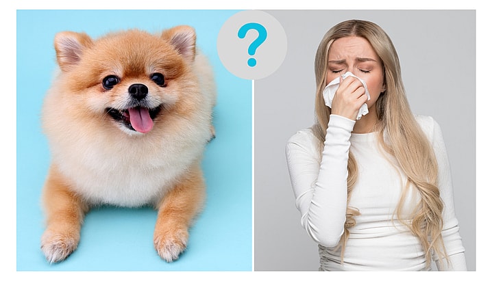 Are Pomeranians Hypoallergenic