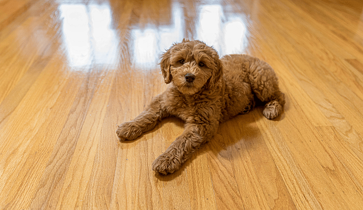 Goldendoodle Names