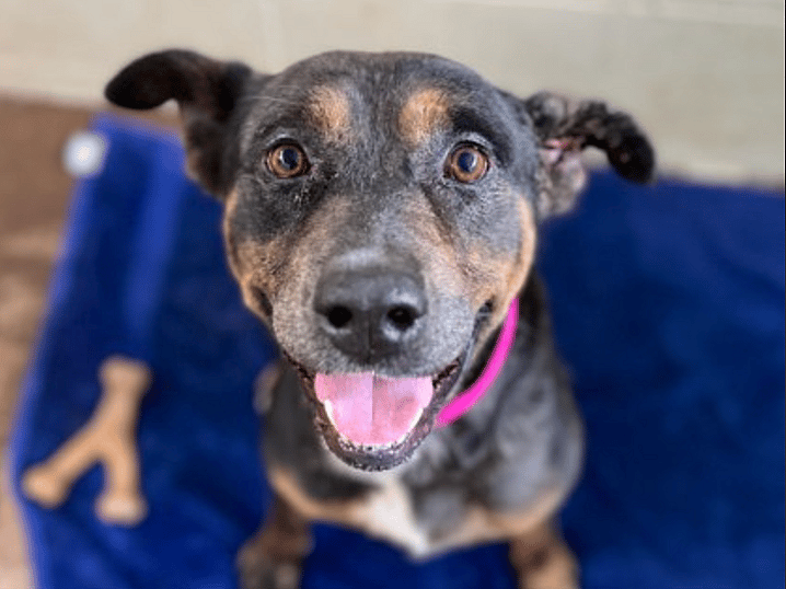 Sitting With Dogs #3: Raymond