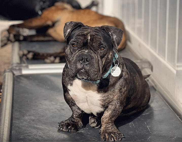 Dog up for Adoption: Mama Dog Abandoned After Over-Breeding is Ready For a Life of Her Own