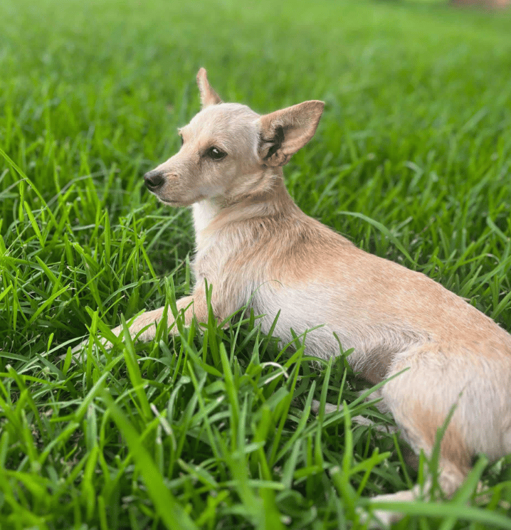 Channing in RI - Chihuahua