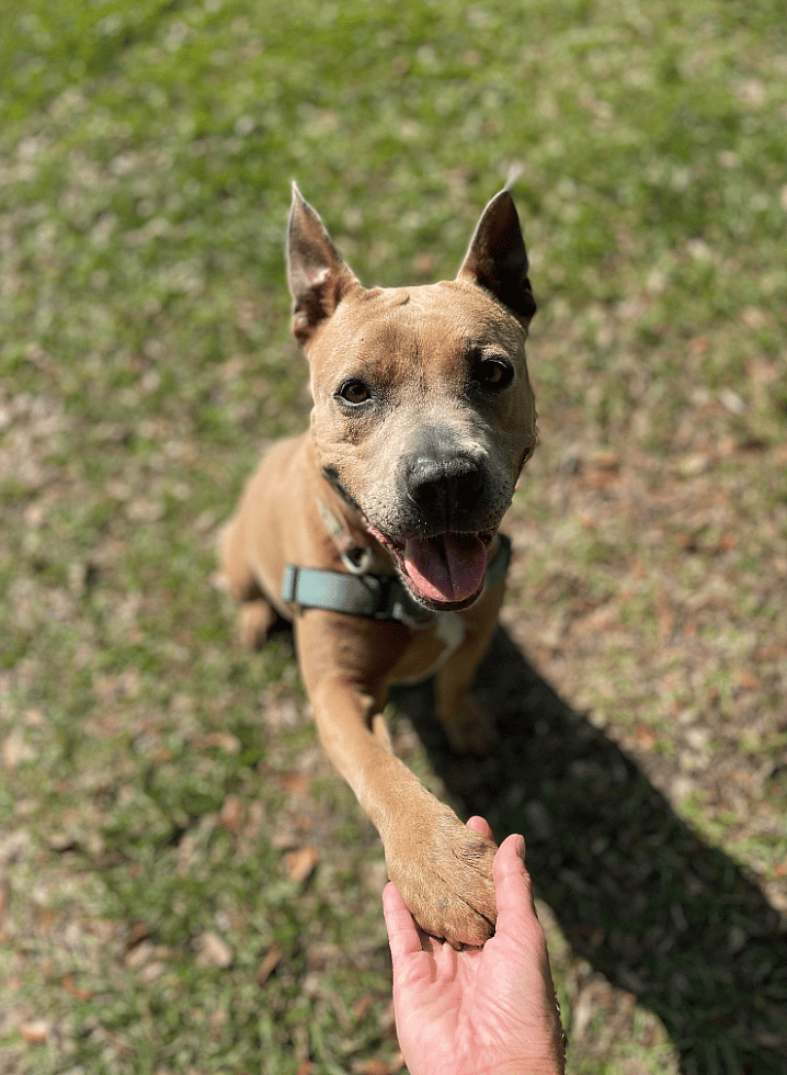 Bessie up for Adoption