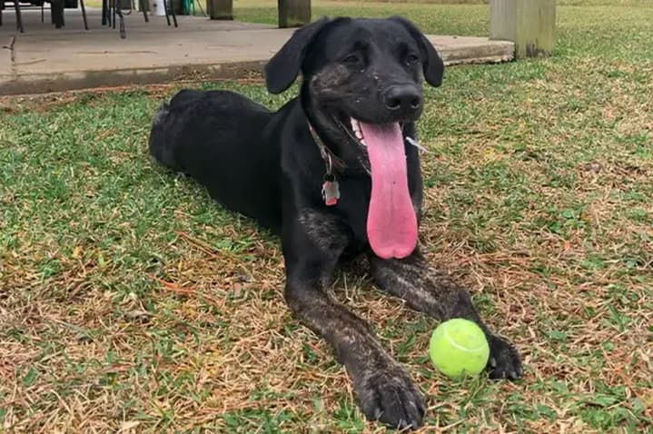 Dog Sets World Record for Longest Tongue on a Living Canine