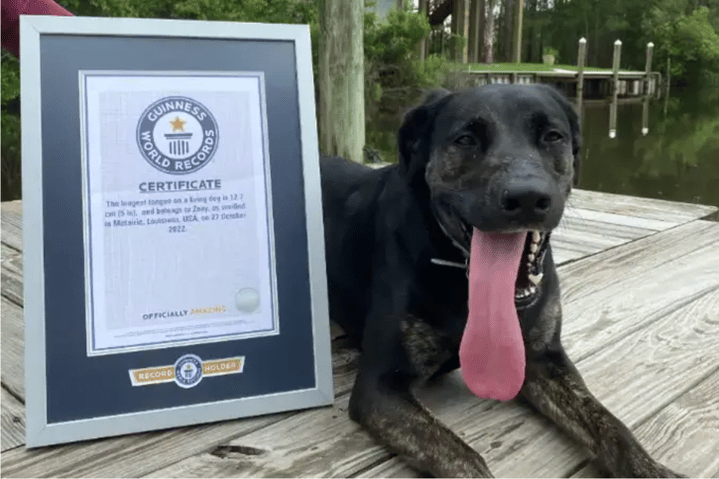 Dog Sets World Record for Longest Tongue on a Living Canine