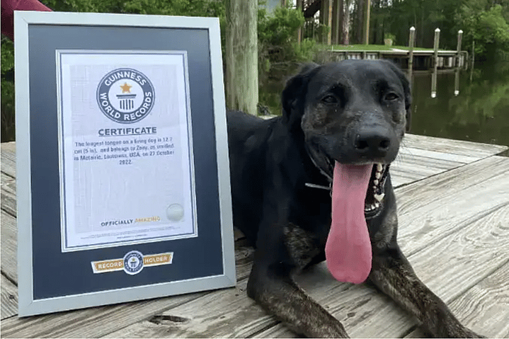 Dog Sets World Record for Longest Tongue on a Living Canine