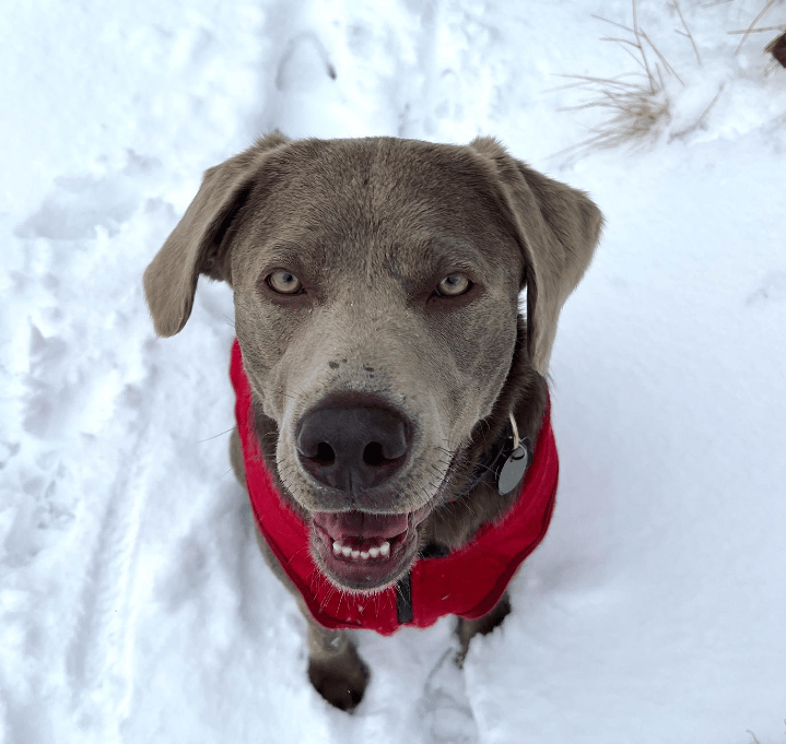 Silver Labrador