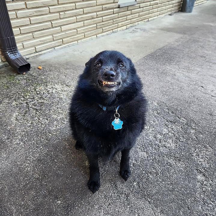Schipperke Dogs: Ben