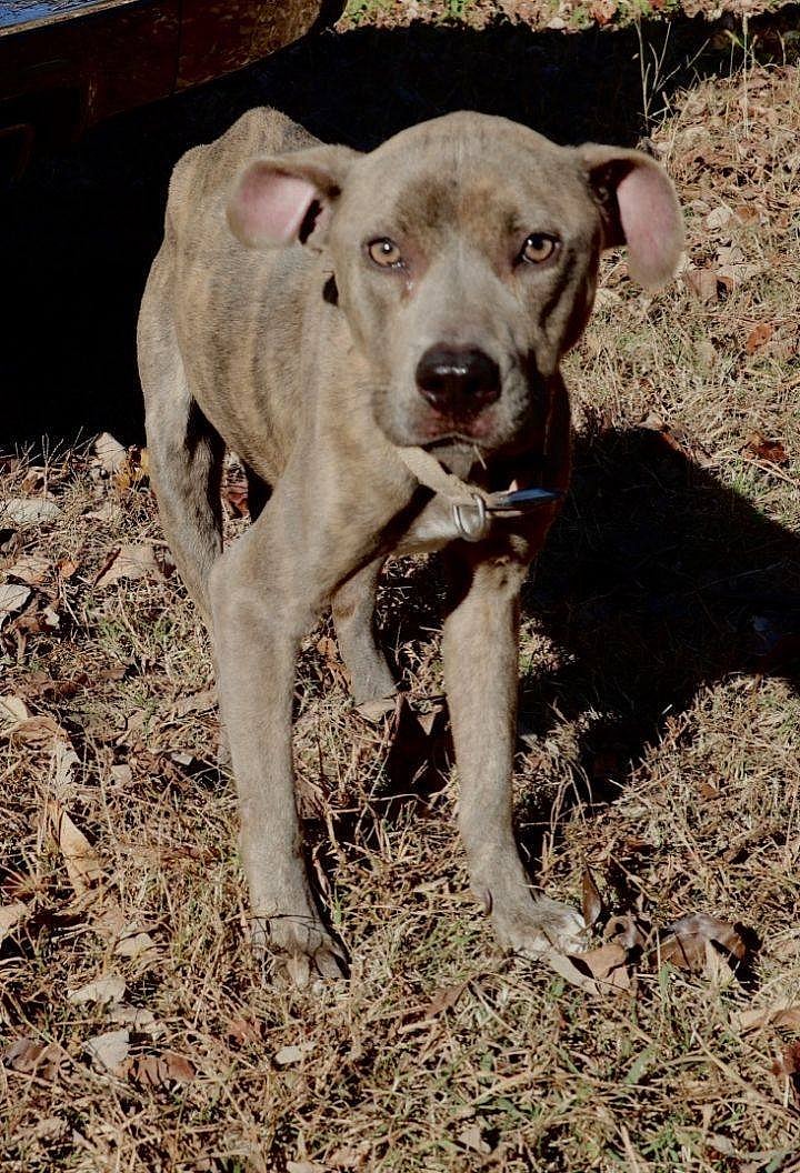 MILLIE up for Adoption!