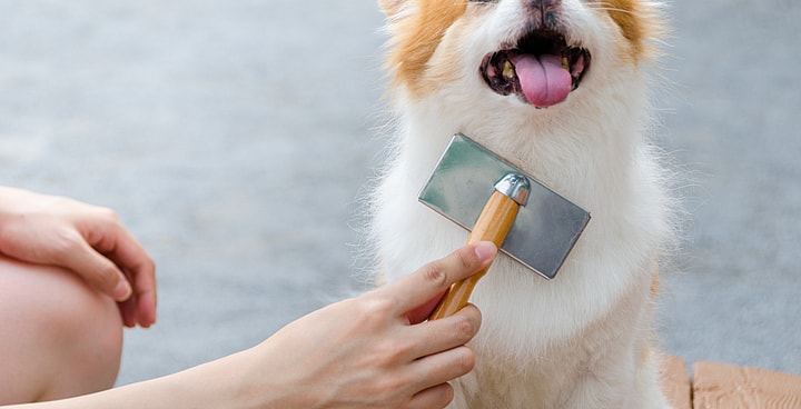 full grown pomsky Grooming