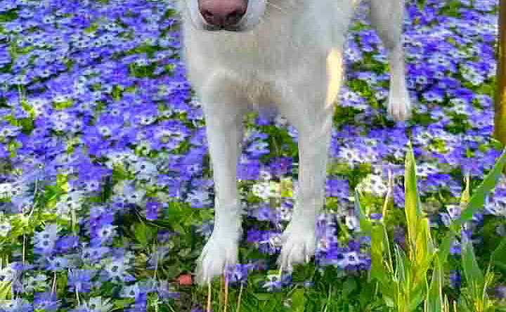 Flurry - Siberian Husky