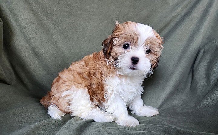 Fabiola Jul 25 - In Foster in Durham, NC - Poodle (Toy)