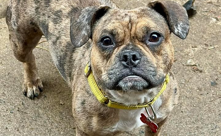 Daisy - French Bulldog