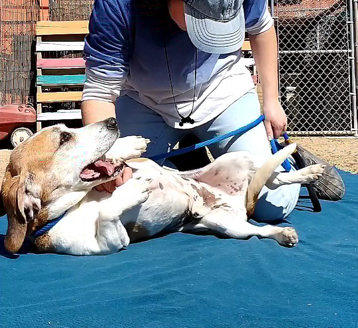 Jack & Sofee up for Adoption