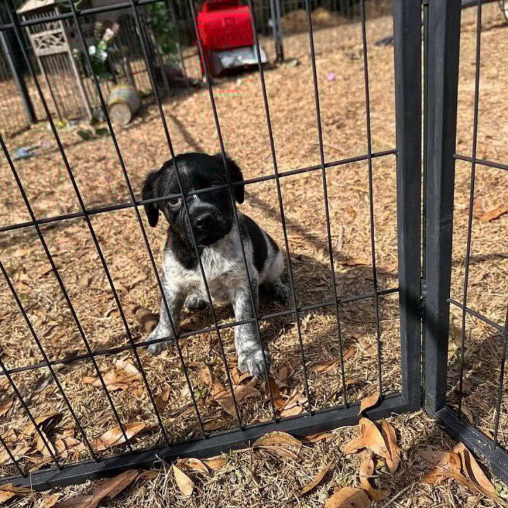 EMERSON up for Adoption