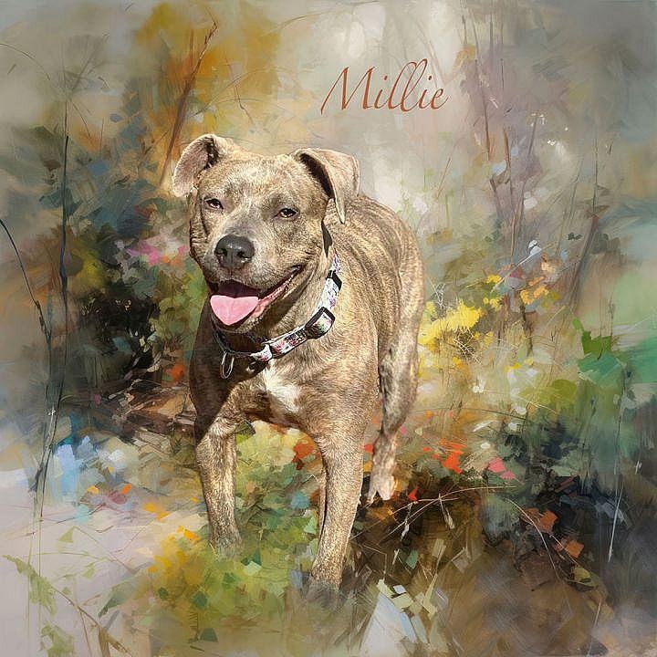 MILLIE up for Adoption!