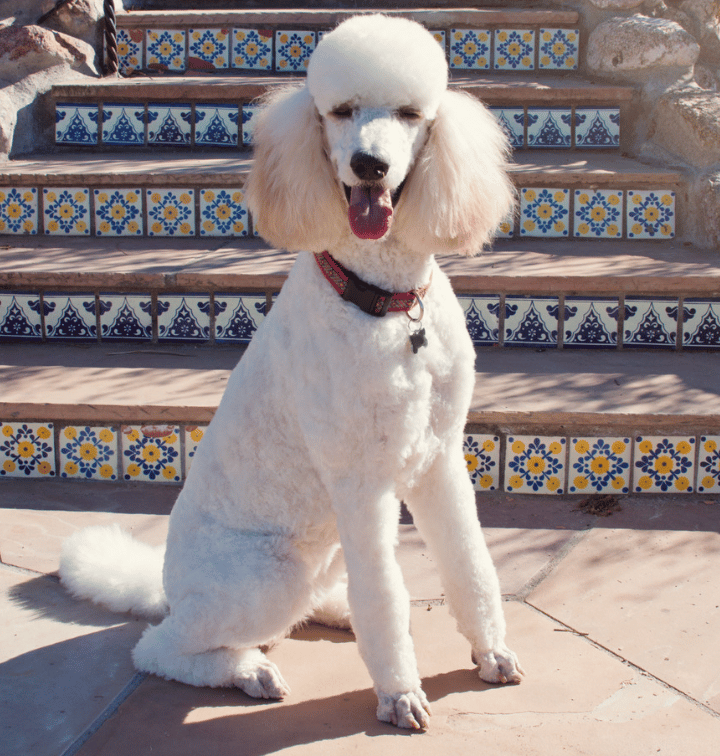 Poodle Names