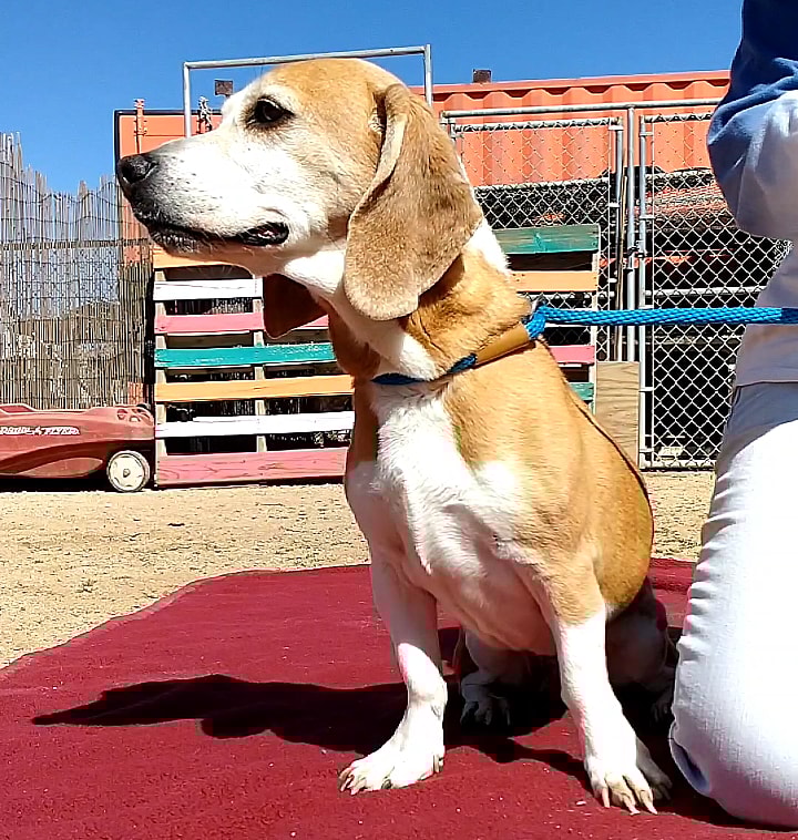 Jack & Sofee up for Adoption