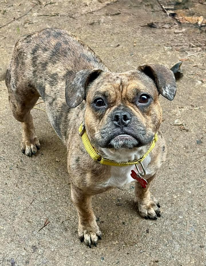 Daisy - French Bulldog