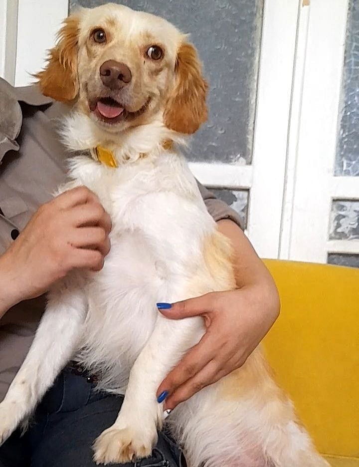 COYOTE (local) , yo/kt