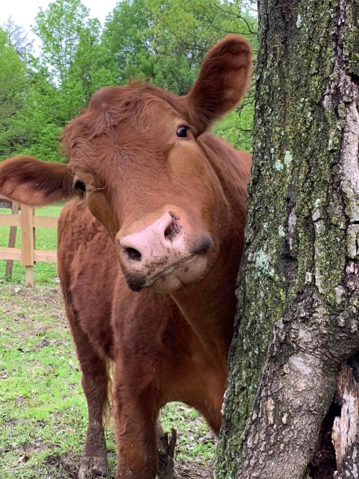 Chico the cow