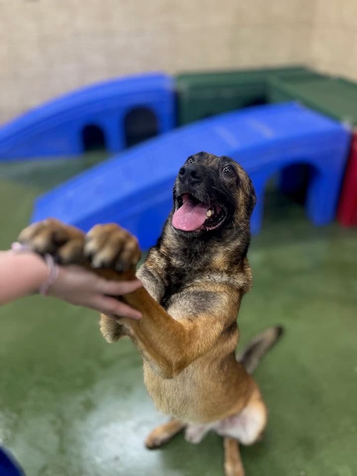 Deputy