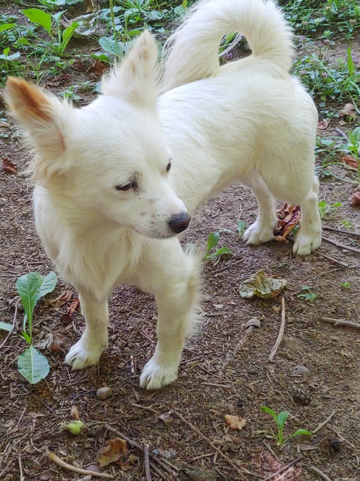 Beau a Jack Russell-Papillon Mix male