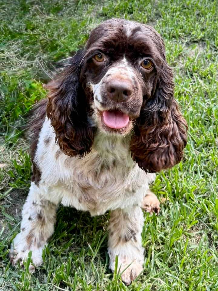 Java Bean - Cocker Spaniel