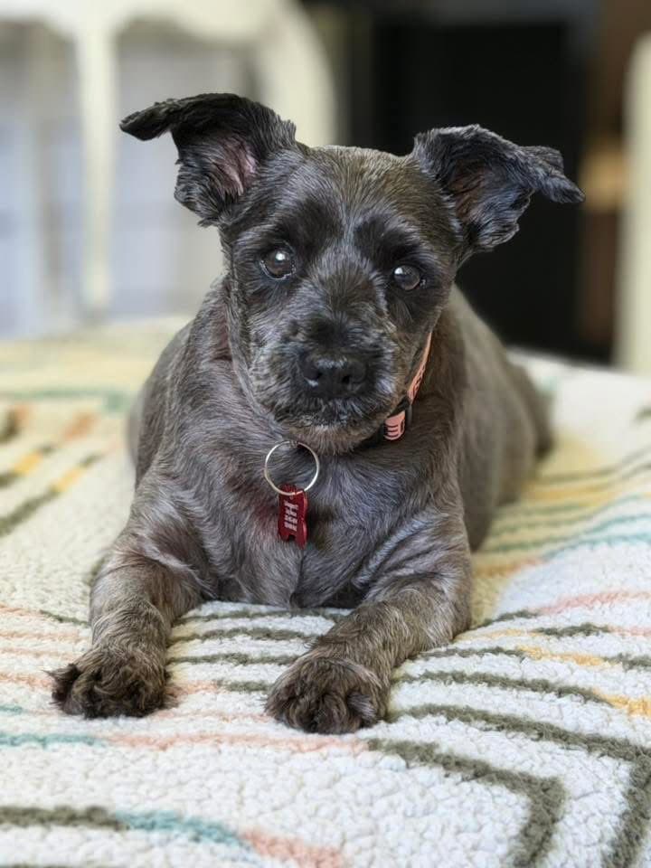 Penelope - Miniature Schnauzer