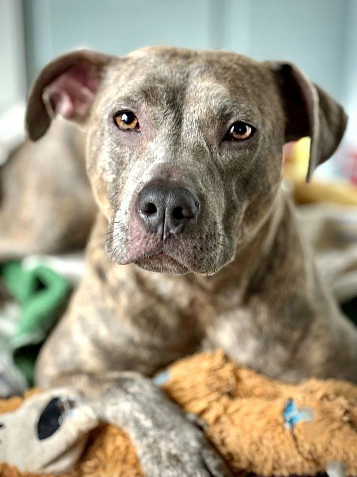 MILLIE up for Adoption!