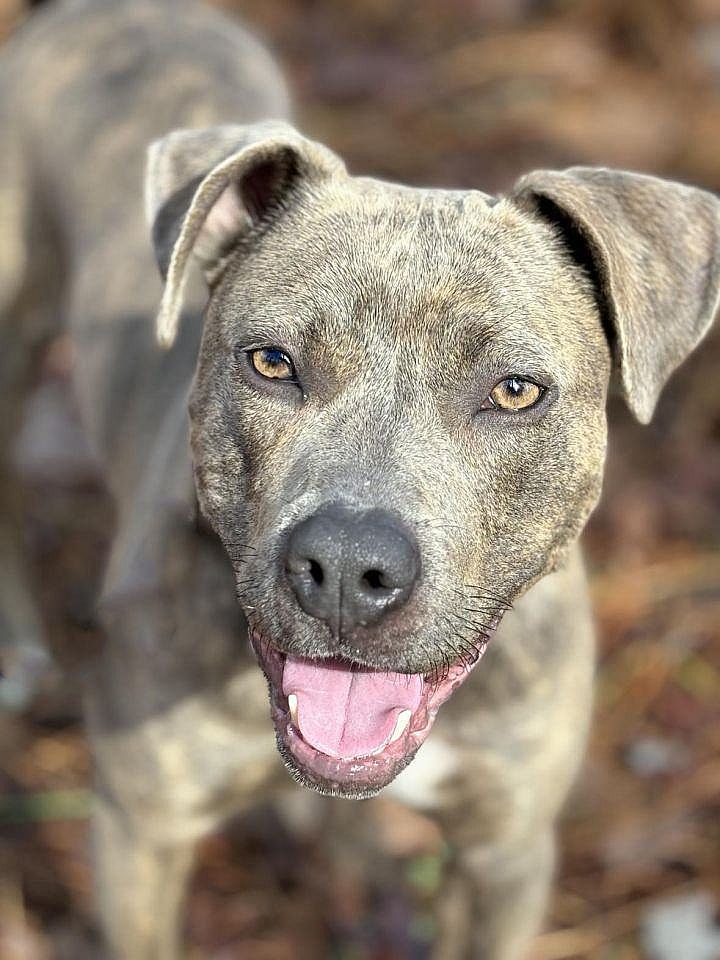 MILLIE up for Adoption!