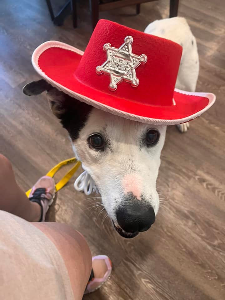 Maverick up for Adoption