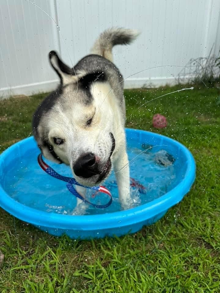 New York's Lost Husky: Eddie's Struggle and Hope for a New Home