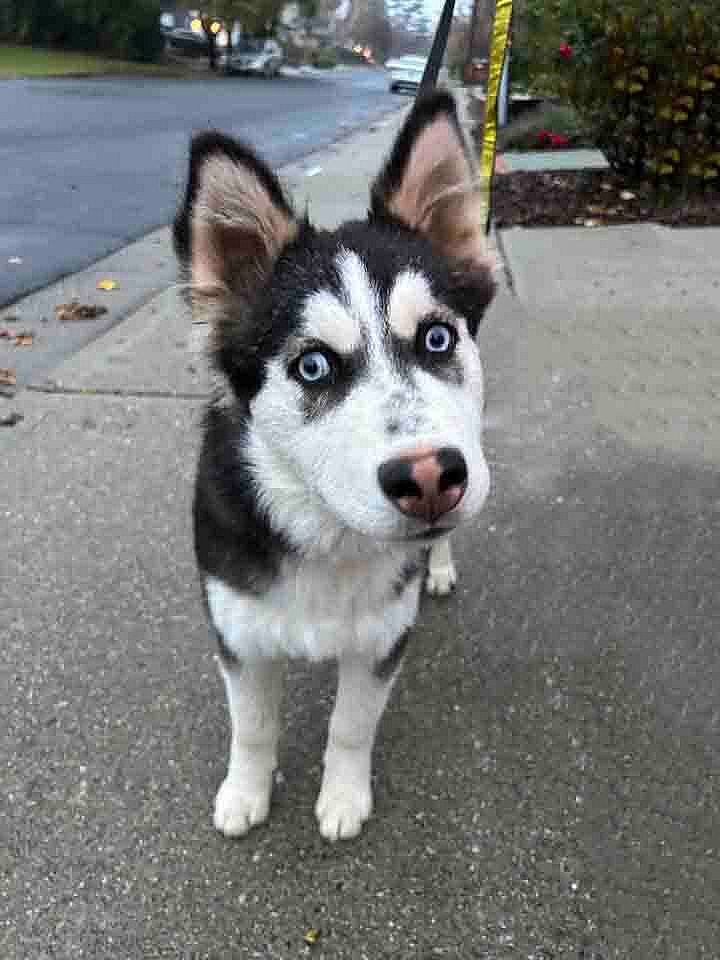 Sparky