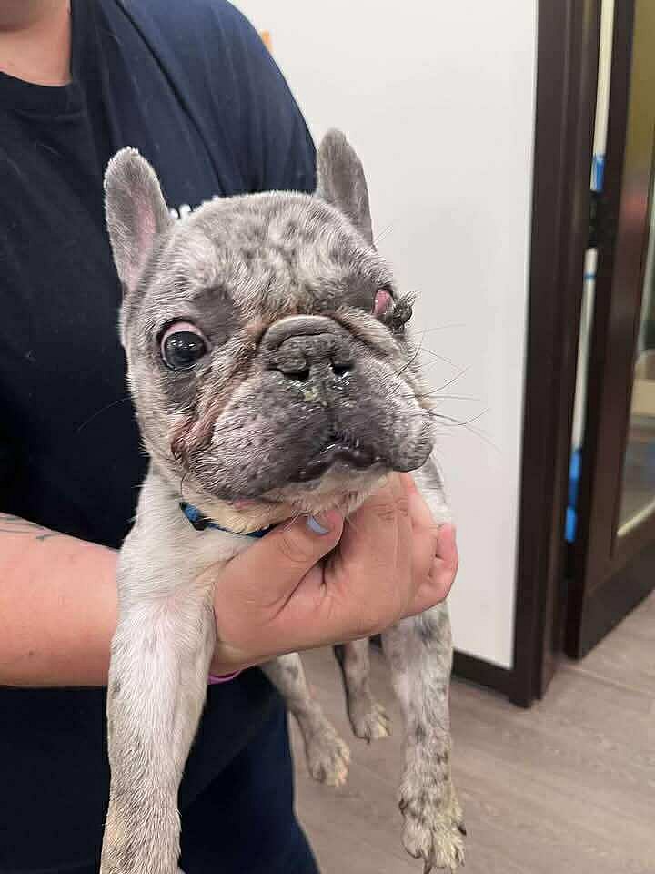Dominic (GA) - French Bulldog