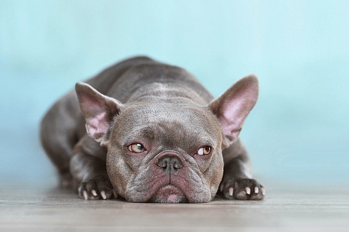 Lilac French Bulldog