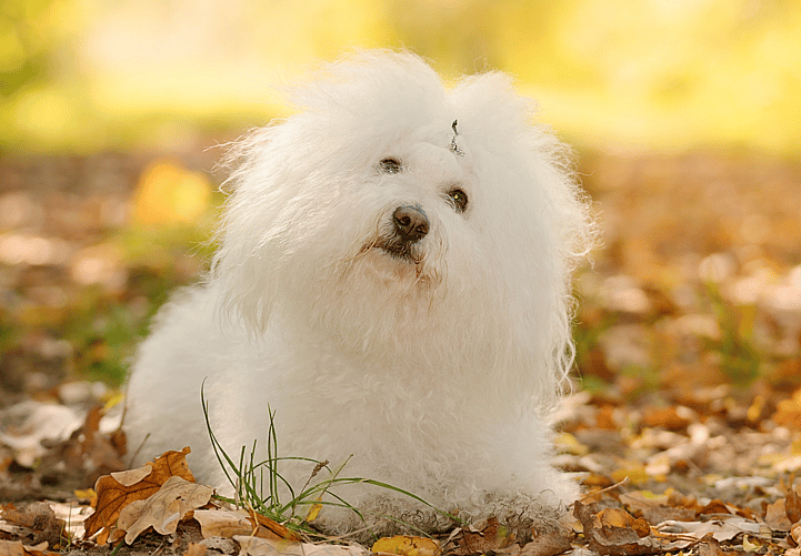 Long Haired Dog Breeds: Bolognese