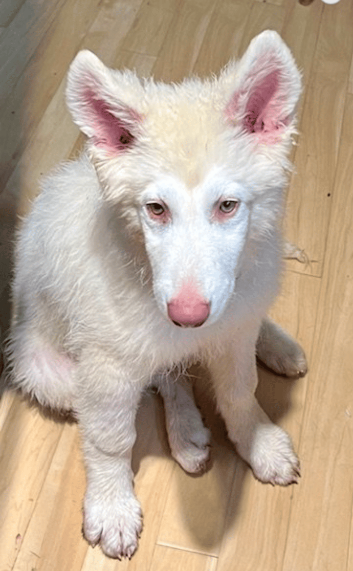 Dog Rescued from Flea Market Scores Private Plane Ride But Still Needs Forever Family