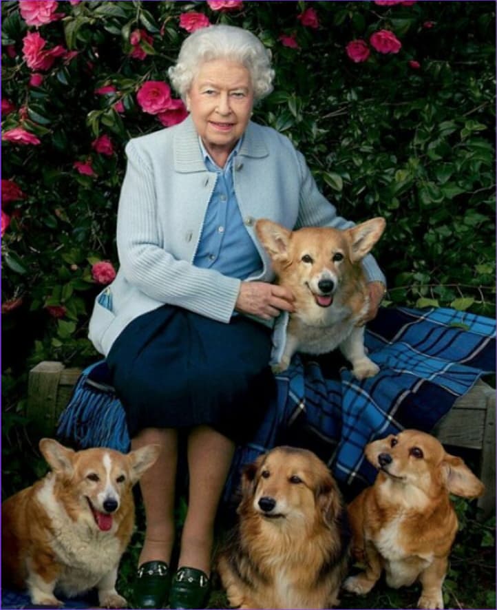 Corgi Names